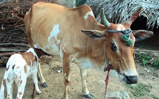 Three-eyed cow..